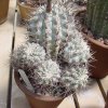 Echinopsis _glauca
